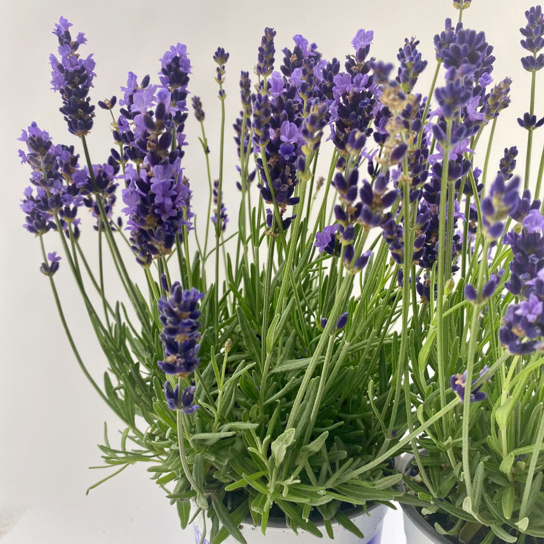 vianen-flowers-flower-wholesale-bloemengroothandel-lavender